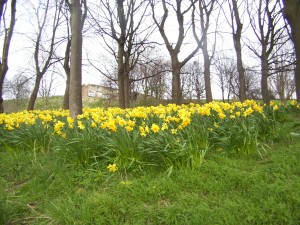 Sheaf Valley Park in spring