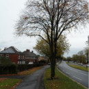 Link to Prince of Wales Road trees to be felled before 4th December.