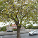 Link to Trees on Prince of Wales Road