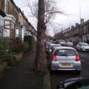 Link to Tylney Road and Seabrook Road residents may need to protect their street trees